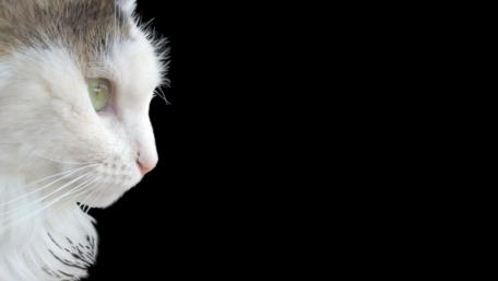 Elegant Cat Profile on Black Background wallpaper