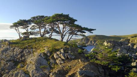 Majestic Trees on Serene Summit Landscape wallpaper