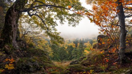 Vibrant Autumn Forest Viewpoint wallpaper