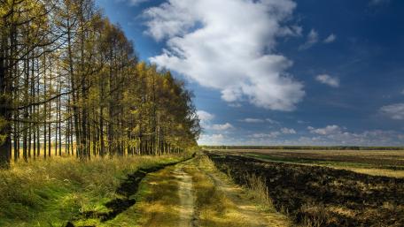 Serene Tree-Lined Rural Pathway wallpaper