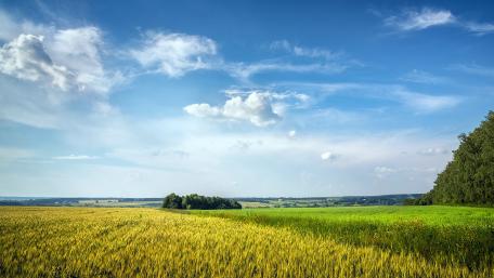 Golden Fields Under a Blue Sky wallpaper