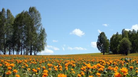 Vibrant Summer Flower Field Blossoms wallpaper