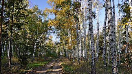 Golden Birch Grove in Autumn Light wallpaper