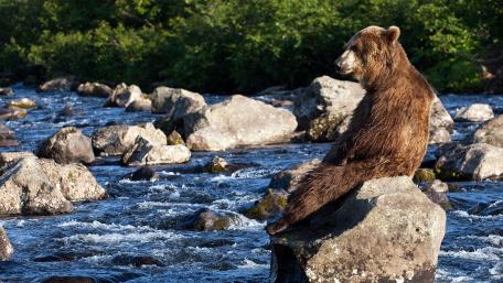 Majestic Bear Relaxing by the River wallpaper