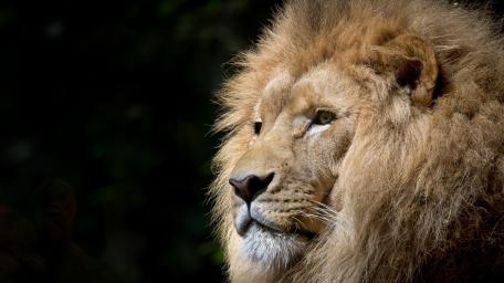 Majestic Lion Against Dark Background wallpaper