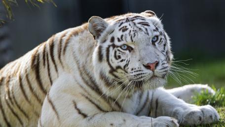 Majestic White Tiger in Tranquil Setting wallpaper