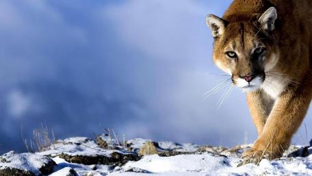 Mountain lion wallpaper