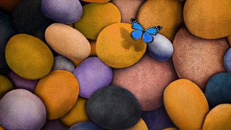 Colorful Pebbles and Graceful Butterfly Wallpaper wallpaper