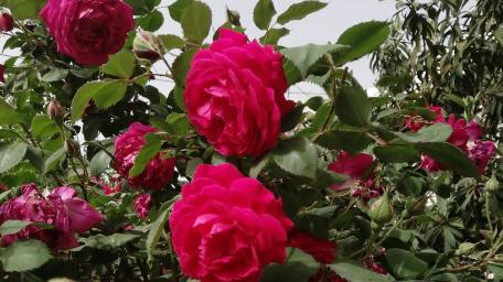 Syria. kafr nouran wallpaper