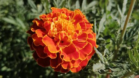 Vibrant Orange Marigold Blossom in Full Bloom wallpaper