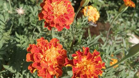 Vibrant Marigolds in Bloom wallpaper