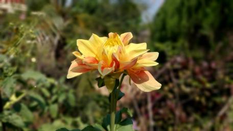 Golden Blooming Dahlia in Nature's Embrace wallpaper