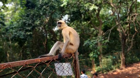 Graceful Langur in Natural Habitat wallpaper