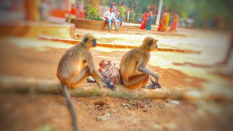 Joyful Langurs in Nature’s Embrace wallpaper