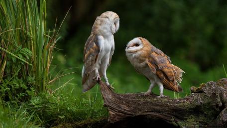 Majestic Owls in Nature's Embrace wallpaper