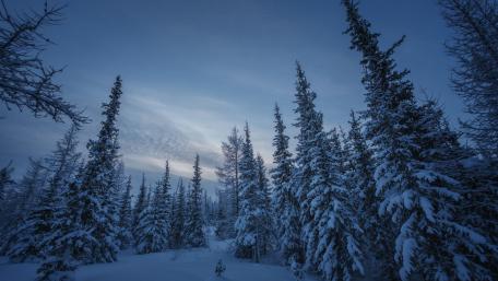Winter's Embrace in a Snowy Forest wallpaper