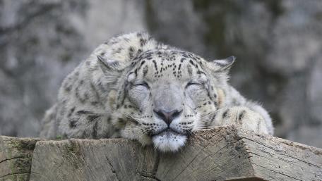 Majestic Snow Leopard at Rest wallpaper