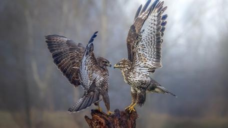 Majestic Falcons in Flight Displaying Graceful Strength wallpaper
