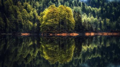 Tranquil Green Reflections in a Serene Lake wallpaper