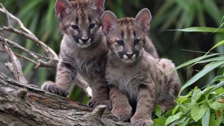 Playful Cubs in Their Natural Habitat wallpaper