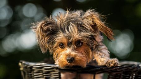 Adorable Yorkshire Terrier Delighting with Cuteness wallpaper
