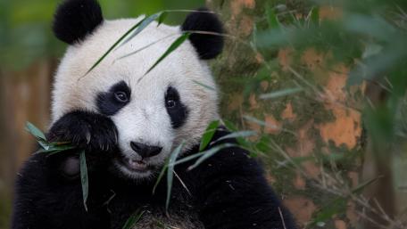 Panda Bear Enjoying Bamboo Treats wallpaper