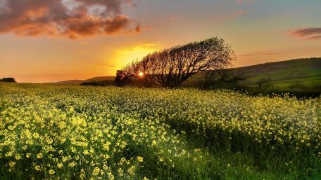 Golden Sunset Over Rape Fields wallpaper