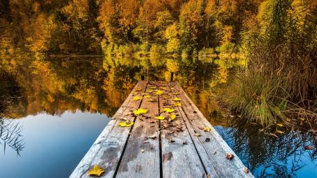 Golden Autumn Reflections on a Tranquil Lake wallpaper