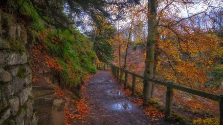 Colors of Autumn in a Woodland Pathway wallpaper