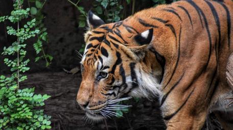 Majestic Tiger in Natural Habitat wallpaper