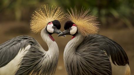 Grey crowned cranes wallpaper