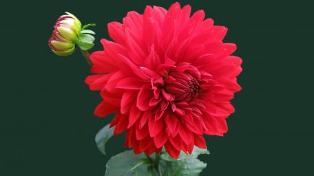Bold Red Dahlia Blooming in Beauty wallpaper