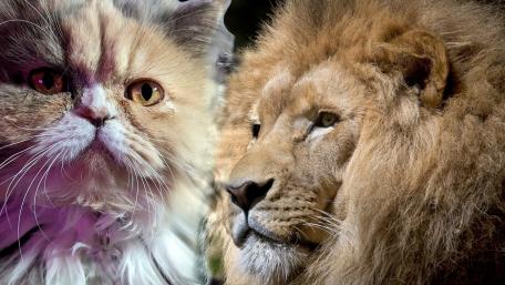The 2 cats wallpaper