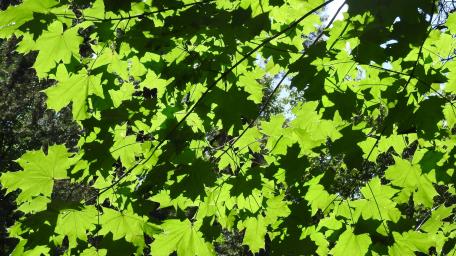 Vibrant Green Leaves Under Sunlight wallpaper
