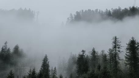 Enchanted Forest in a Veil of Mist wallpaper
