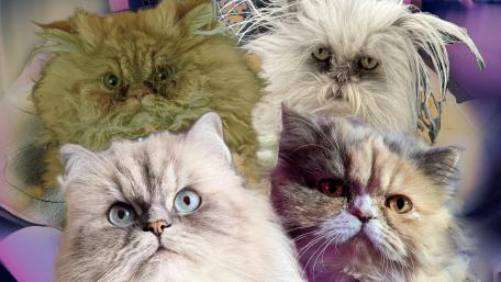 The 4 cats wallpaper