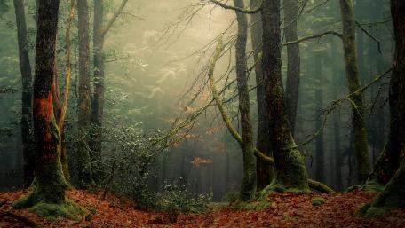Into the Foggy Wilderness wallpaper