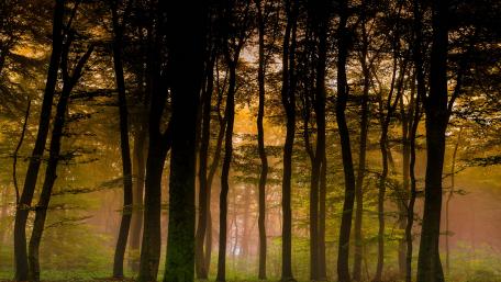 Misty Forest Serenity 4K Wallpaper wallpaper