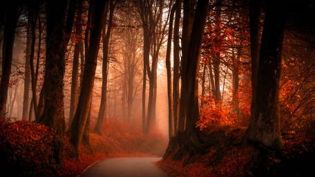 Enchanted Autumn Path in Misty Forest wallpaper