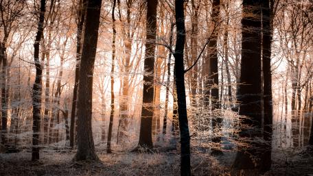 Enchanting Winter Forest Scene wallpaper