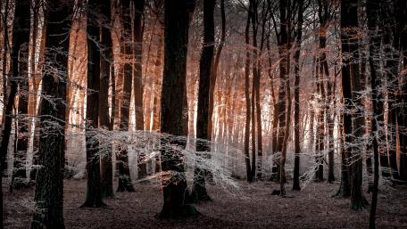 Enchanting Winter Forest at Dusk wallpaper