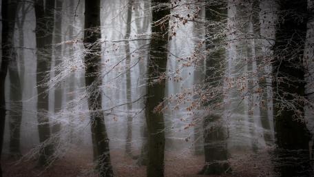 Enchanting Winter Forest Scene wallpaper