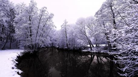 Winter Serenity in a Snowy Forest Scene wallpaper