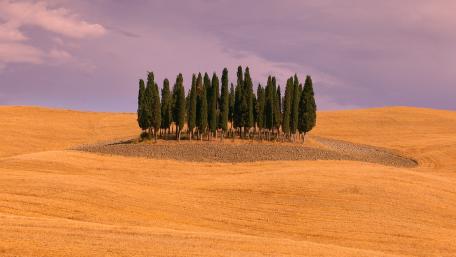 Golden Hills with Majestic Cypresses wallpaper