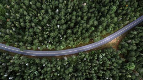 Winding Road Through Lush Green Forests wallpaper