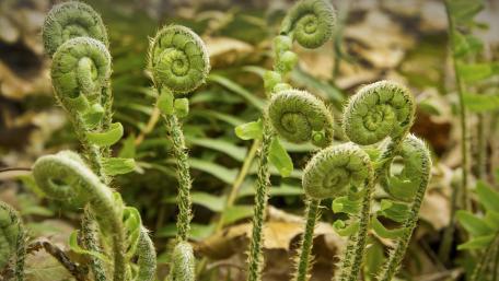 Emerging Fern Fronds in Nature's Embrace wallpaper