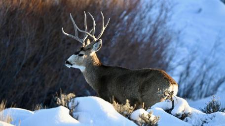 Majestic Buck in Winter Wonderland wallpaper