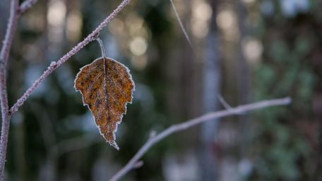 Frosted Leaf in Nature's Embrace wallpaper