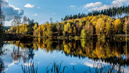 Cannock Chase Forest wallpaper