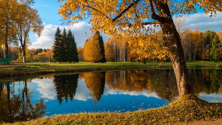 Serene Autumn Reflections in Nature wallpaper